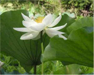 lotus-flower